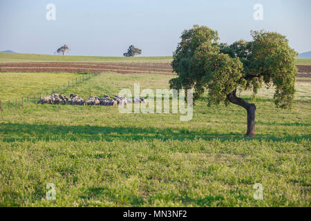 Eine Herde von merina Schafe in Extremadura dehesa, wo diese Rasse entstand, Badajoz, Spanien Stockfoto