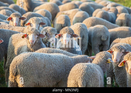 Eine Herde von merina Schafe Dehesa Extremadura, Spanien. Closeup bei Sonnenuntergang Stockfoto