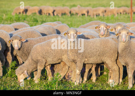 Zwei floks der merina Schafe in Dehesa Extremadura, Spanien. Closeup bei Sonnenuntergang Stockfoto