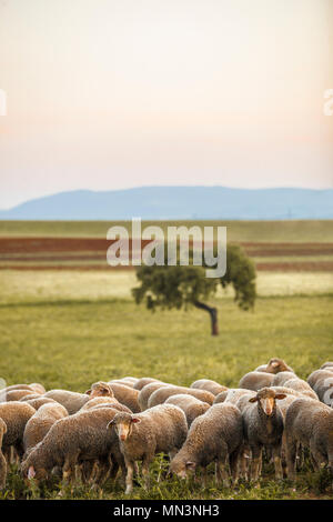 Eine Herde Schafe merinas in Extremadura dehesa, wo diese Rasse entstand, Badajoz, Spanien Stockfoto