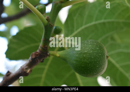 Abb. wächst am Baum Stockfoto