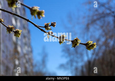 Kaum blühte im Frühjahr Faltblätter und blütenstände von Maple Tree closeup auf einem leichten unscharfen Hintergrund Stockfoto