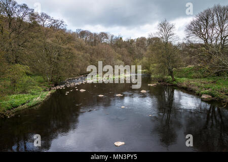 Der Fluss Mandel in Almondell Counrty Park Stockfoto