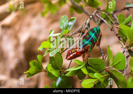 Bunte Chamäleons Niederlassung im Wald Stockfoto