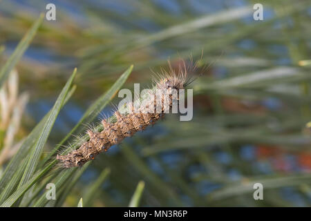 Nonne, Nonnenspinner, Raupe frisst eine Kiefer, Lymantria monacha, schwarze Bögen, Nonne, Motten, Caterpillar, la Nonne, Noctuidae, Eulenfalter, Lymantriinae, Stockfoto