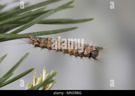 Nonne, Nonnenspinner, Raupe frisst eine Kiefer, Lymantria monacha, schwarze Bögen, Nonne, Motten, Caterpillar, la Nonne, Noctuidae, Eulenfalter, Lymantriinae, Stockfoto