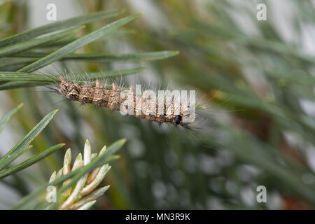 Nonne, Nonnenspinner, Raupe frisst eine Kiefer, Lymantria monacha, schwarze Bögen, Nonne, Motten, Caterpillar, la Nonne, Noctuidae, Eulenfalter, Lymantriinae, Stockfoto