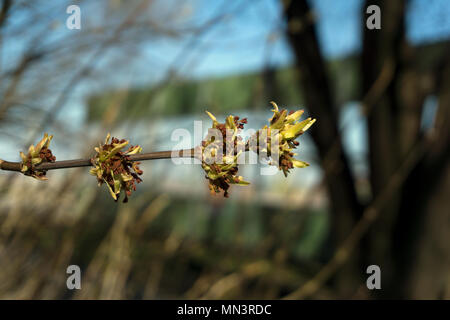 Kaum blühte im Frühjahr Faltblätter und blütenstände von Maple Tree closeup auf unscharfen Hintergrund Stockfoto