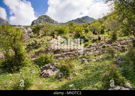 Bergziegen in den Bergen an einem sonnigen Tag Stockfoto