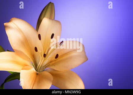 Pfirsichfarbene Lilie Blume und Bud mit weichen golden leuchtende Effekt. Selektive konzentrieren. Blau graduiert Hintergrund mit kopieren. Stockfoto
