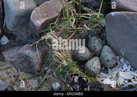 Kibitze (Charadrius hiaticula) Nest - Schaben mit 4 Eiern, Mellon Udrigle, Wester Ross, Highlands, Schottland, UK Stockfoto