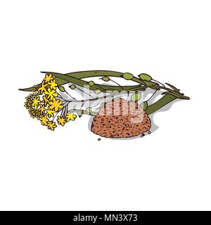 Isolierte clipart von Werk Camelina Sativa auf weißem Hintergrund Stock Vektor