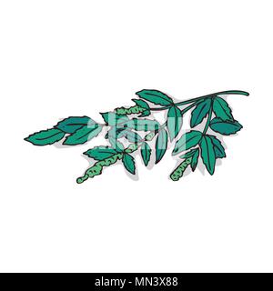 Isolierte clipart von Werk Minze auf weißem Hintergrund Stock Vektor