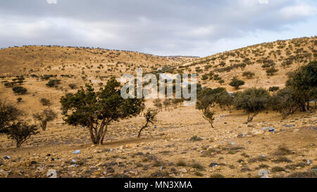 Olive Tree Anbau in einem gelben Feld droughted Stockfoto