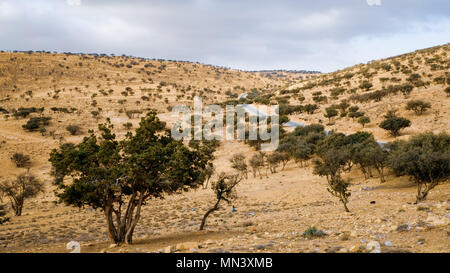 Olive Tree Anbau in einem gelben Feld droughted Stockfoto