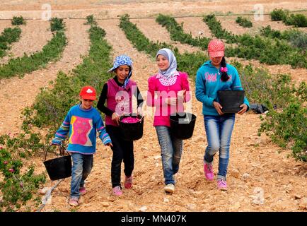 Damaskus, Syrien. 13. Mai, 2018. Syrische Kinder nehmen an der Kommissionierung der berühmten Damast, oder Damaszener Rose, in der Stadt al-Mara, nördlich der Hauptstadt Damaskus, Syrien, am 13. Mai 2018. Credit: Ammar Safarjalani/Xinhua/Alamy leben Nachrichten Stockfoto