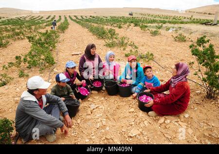 Damaskus, Syrien. 13. Mai, 2018. Syrische Kinder und Mütter nehmen Teil in der Kommissionierung der berühmten Damast, oder Damaszener Rose, in der Stadt al-Mara, nördlich der Hauptstadt Damaskus, Syrien, am 13. Mai 2018. Credit: Ammar Safarjalani/Xinhua/Alamy leben Nachrichten Stockfoto