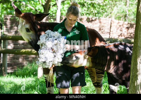 London, Großbritannien. 14 Mai, 2018. Fünf Monate altes Meghan das okapi (r), hier mit ihrer Mutter Oni gesehen und keeper Gemma Metcalf, ist eine königliche Behandlung von leckeren Blüten die bevorstehende königliche Hochzeit von ihrem Namensvetter Meghan Markle, um Prinz Harry zu feiern. Credit: Mark Kerrison/Alamy leben Nachrichten Stockfoto