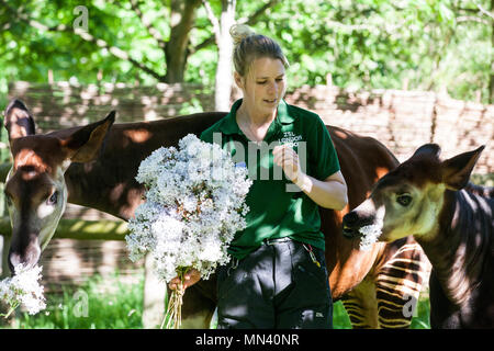 London, Großbritannien. 14 Mai, 2018. Fünf Monate altes Meghan das okapi (r), hier mit ihrer Mutter Oni gesehen und keeper Gemma Metcalf, ist eine königliche Behandlung von leckeren Blüten die bevorstehende königliche Hochzeit von ihrem Namensvetter Meghan Markle, um Prinz Harry zu feiern. Credit: Mark Kerrison/Alamy leben Nachrichten Stockfoto