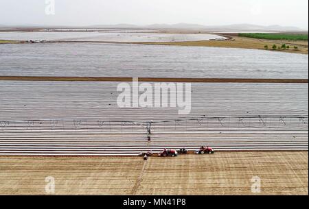 Shijiazhuang, Provinz Hebei Provinz Chinas. 14 Mai, 2018. Landwirte arbeiten an einer Karotte Feld im Norden Chinas Zhangjiakou, Provinz Hebei, 14. Mai 2018. Credit: Yang Shiyao/Xinhua/Alamy leben Nachrichten Stockfoto