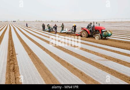 Shijiazhuang, Provinz Hebei Provinz Chinas. 14 Mai, 2018. Landwirte arbeiten an einer Karotte Feld im Norden Chinas Zhangjiakou, Provinz Hebei, 14. Mai 2018. Credit: Yang Shiyao/Xinhua/Alamy leben Nachrichten Stockfoto