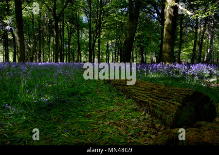 Groverly Holz große Wishfrord Nr Salisbury 15. Mai 2018. Die bluebell Saison ist ganz in der Nähe über die Baumkronen füllt sich mit neuen Blättern. Credit Paul Chambers Credit: © Pcp/Alamy Stock Foto (Voreinstellung) / alamy Leben Nachrichten Stockfoto