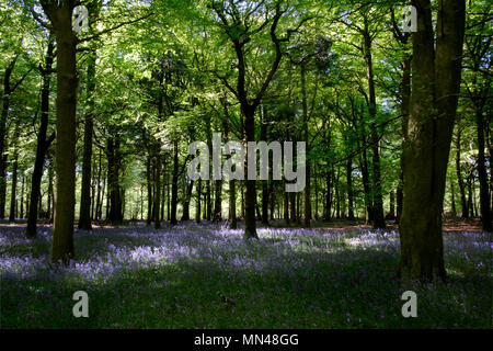 Groverly Holz große Wishfrord Nr Salisbury 15. Mai 2018. Die bluebell Saison ist ganz in der Nähe über die Baumkronen füllt sich mit neuen Blättern. Credit Paul Chambers Credit: © Pcp/Alamy Stock Foto (Voreinstellung) / alamy Leben Nachrichten Stockfoto