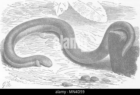 Reptilien. Übergeben Amphisbaena 1896 alte antike vintage Bild drucken Stockfoto
