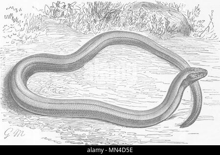 Reptilien. Die blinden-worm 1896 alte antike vintage Bild drucken Stockfoto