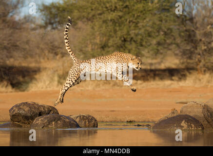 Cheetah springen zwischen zwei Felsen über Wasser, Südafrika (Acinonyx jubatus) Stockfoto