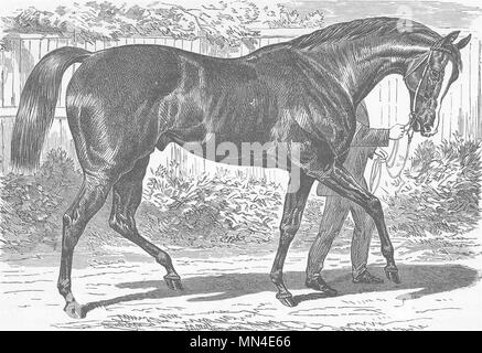 YORKS. Englisch race-Horse (Doncaster) 1894 alte antike vintage Bild drucken Stockfoto