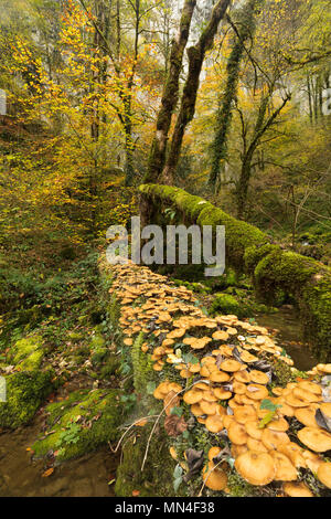 Pilze und Farben des Herbstes, Bief du Sarrazin, Source du Lison, Doubs, Franche-Comté, Frankreich Stockfoto