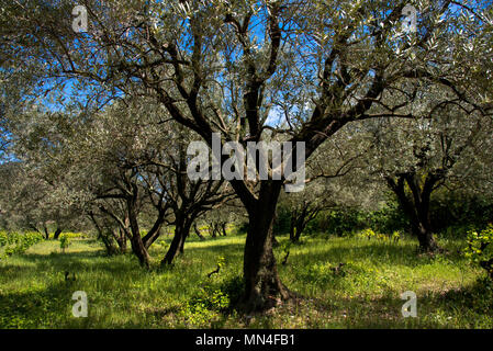 Dorf Seguret in der Provence in Frankreich Stockfoto