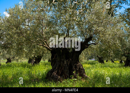 Olive Tree in Frankreich Stockfoto