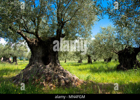 Olivenbäume in der Provence in Frankreich Stockfoto