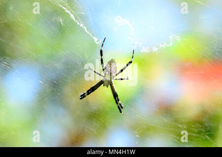 Web- und Spinne auf einem bunten Himmel. Die Kunst des Web von Spider mit dem Sonnenlicht. Stockfoto