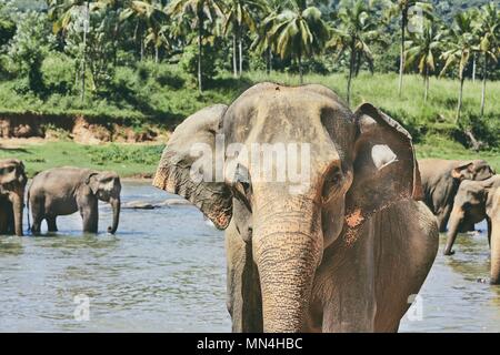 Elefanten das Baden im Fluss gegen Dschungel in Sri Lanka. Stockfoto