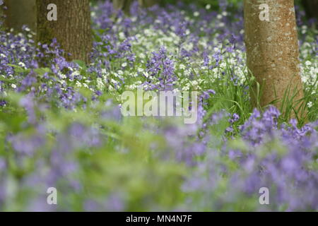 Bluebell woods Stockfoto