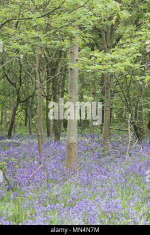 Bluebell woods Stockfoto