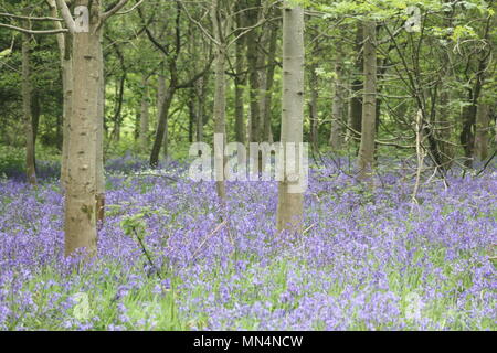 Blauen Teppichboden Landschaft Stockfoto