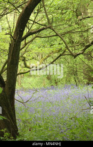 Bluebell woods Stockfoto