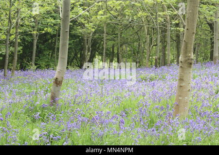 Bluebell woods Stockfoto