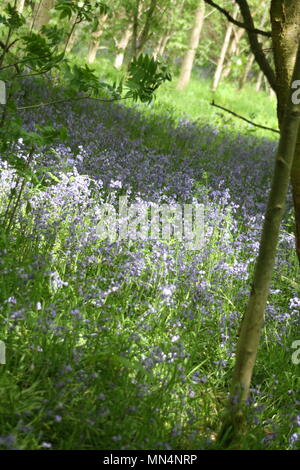 Bluebell woods Stockfoto