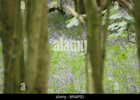 Bluebell woods Stockfoto