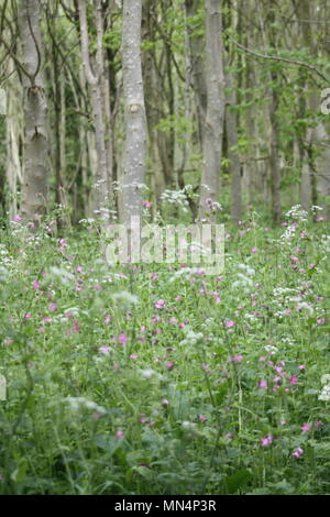 Bluebell woods Stockfoto