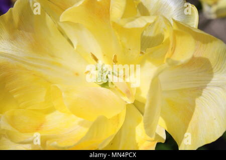 Öffnen Zitrone Tulip Stockfoto