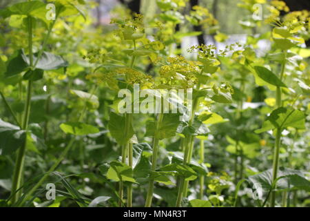Hellgrün Smyrnium perfoliatum (Perfoliate Alexanders) Stockfoto