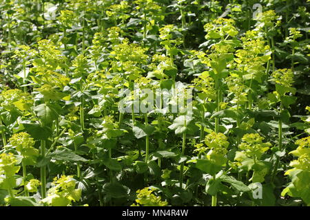 Hellgrün Smyrnium perfoliatum (Perfoliate Alexanders) Stockfoto