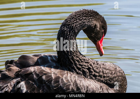 Schwarzer Schwan auf dem See bei Chartwell, Kent, Großbritannien Stockfoto