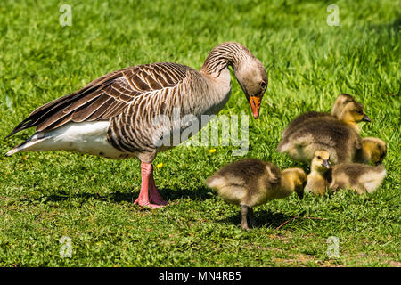 Graugans und Gänschen bei Chartwell, Kent, Großbritannien Stockfoto